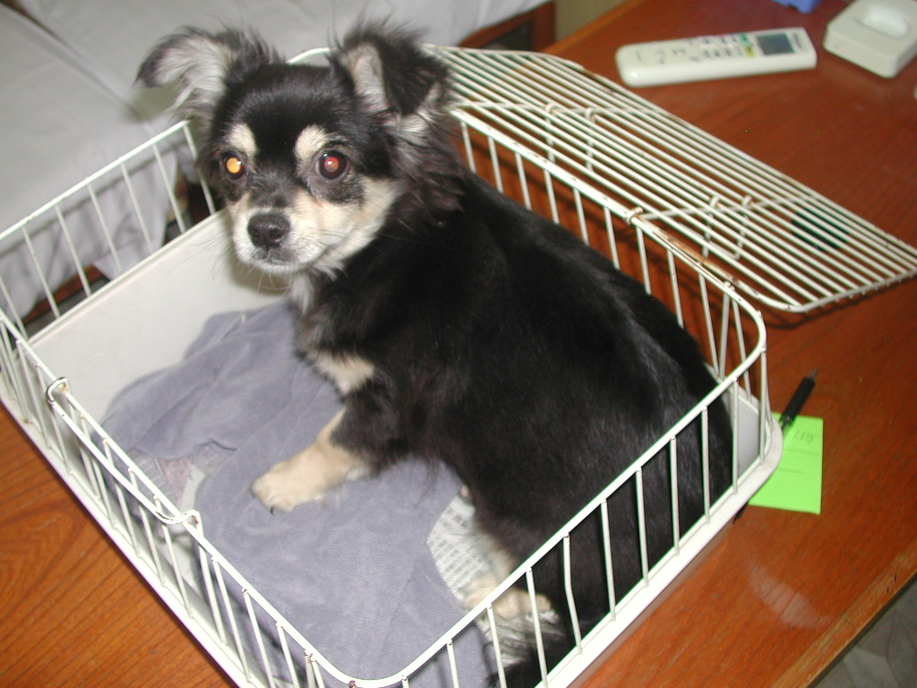 子犬ブリーダーチワワ、ダックス、ヨーキー等の格安子犬販売情報